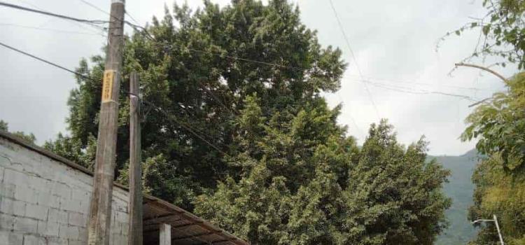 Piden reportar árboles en riesgo de colapsar