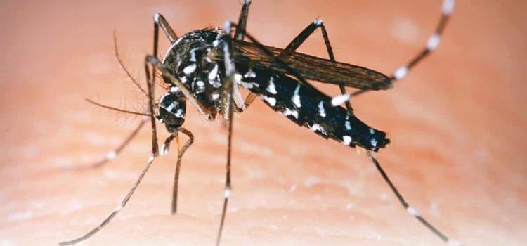 Sólo cuatro casos de dengue en la entidad