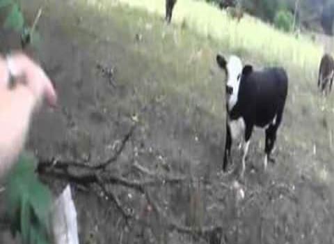 Cazadores matan al ganado en localidad