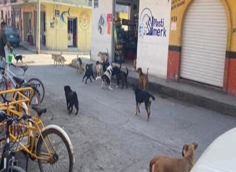 Locatarios piden una razzia canina