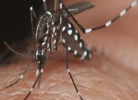 Mucho dengue en la región