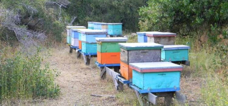 Afectan apicultura los “insecticidas”