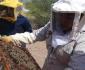 Lluvias elevan la obtención de miel