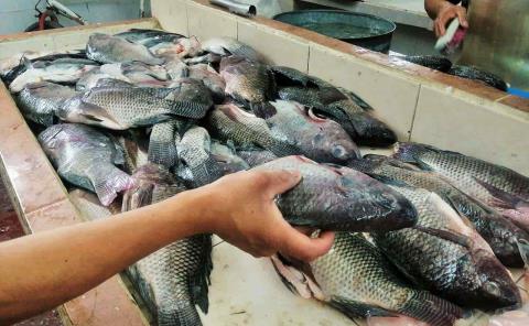 A la baja precios de pescados y mariscos
