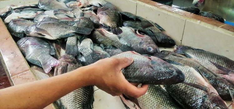 A la baja precios de pescados y mariscos