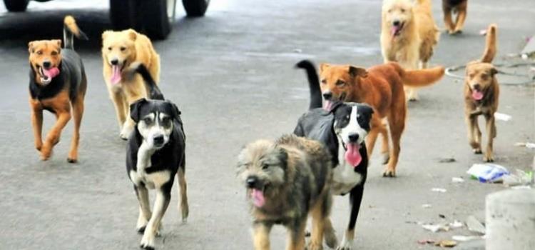 Aumenta población de perros callejeros