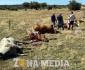 Cazadores matan el ganado bovino