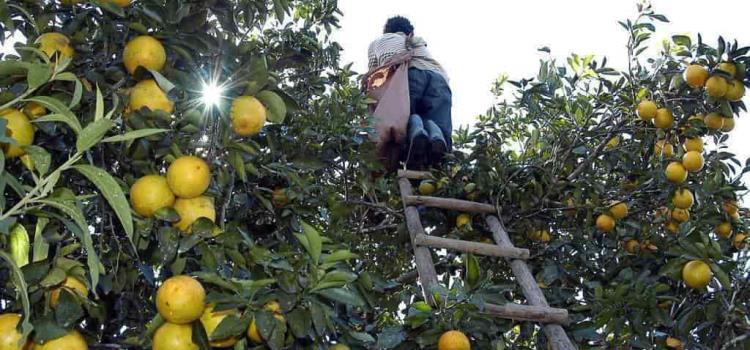 Buena cosecha de naranja esperan
