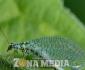 Insectos benéficos combaten plagas