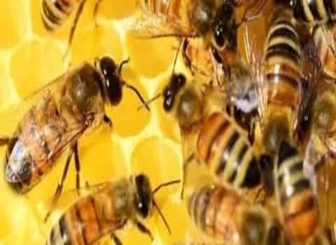 Apicultores piden cuidar las abejas