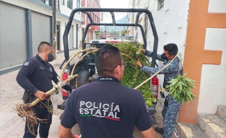 POLICÍA DE AJACUBA LOCALIZA PLANTAS DE MARIHUANA EN CABECERA MUNICIPAL