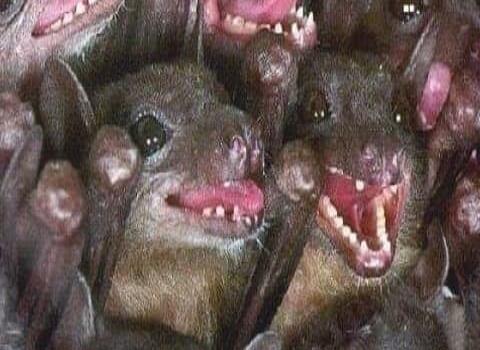 Capturan a murciélagos