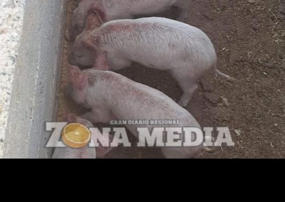 Coepris dará curso a productores porcinos
