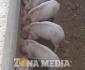 Coepris dará curso a productores porcinos