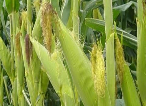 Aumenta en SLP cosecha de maíz
