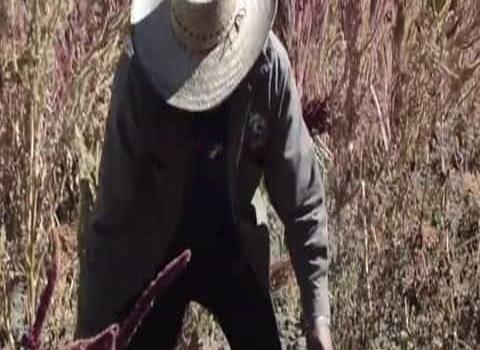 Impulsará siembra de amaranto: Sader