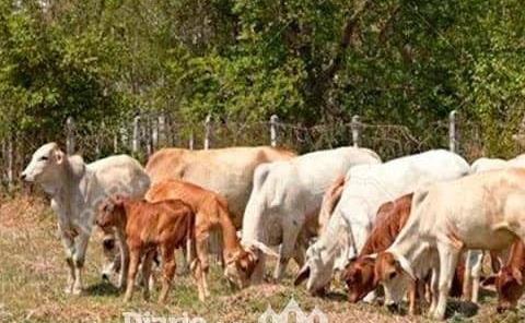 Roban cinco vacas

a ex líder ganadero
