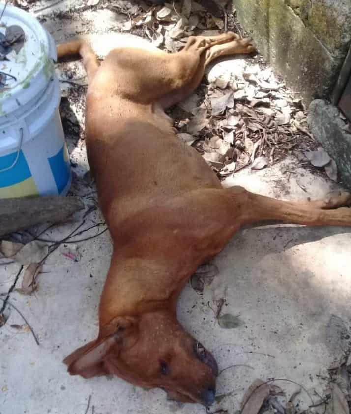 Matan perros en plena zona Centro