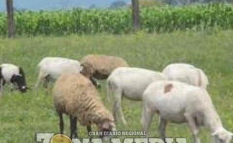 
El ganado ovino resiste la sequía
