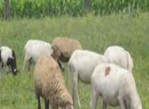 El ganado ovino resiste la sequía