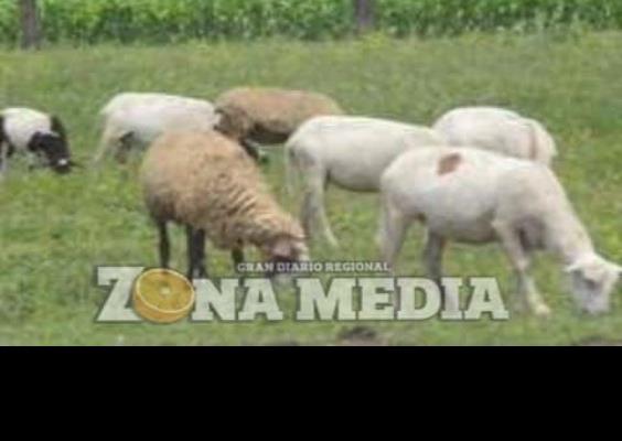 El ganado ovino resiste la sequía