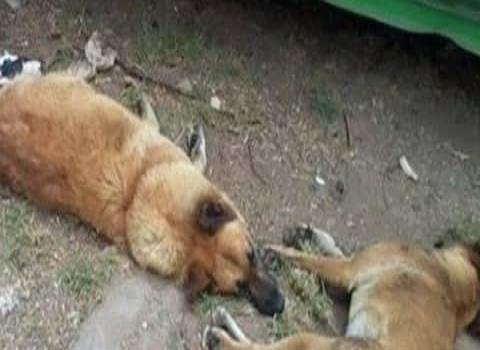 Envenenan perros y gatos en La Villa