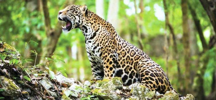 Temen ataques de jaguares al ganado