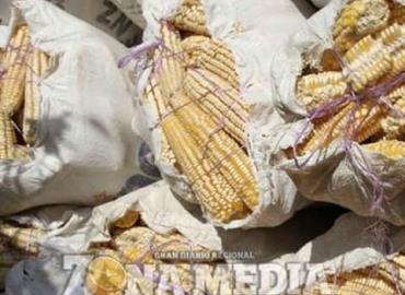 Escaseará el maíz a nivel nacional