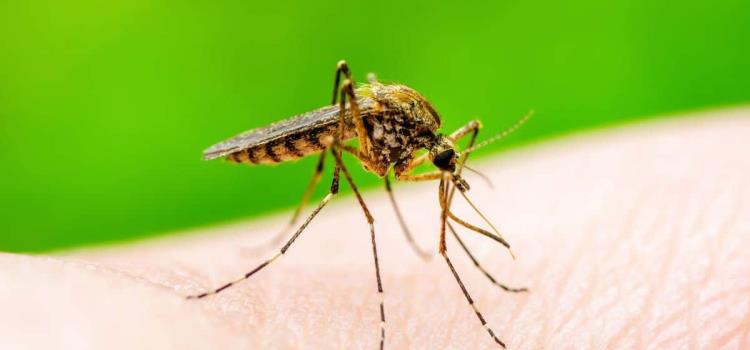 Mutó virus del Zika