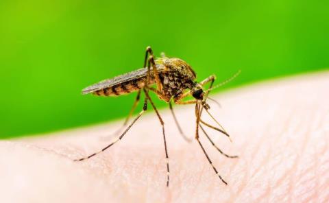 Mutó virus del Zika
