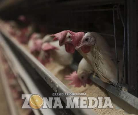 Invierten en más granjas avícolas