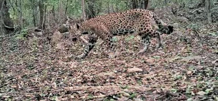 Descartan “ataque” de jaguar a Martha