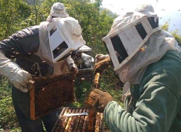 Capacitan a apicultores