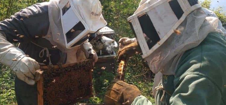 Capacitan a apicultores