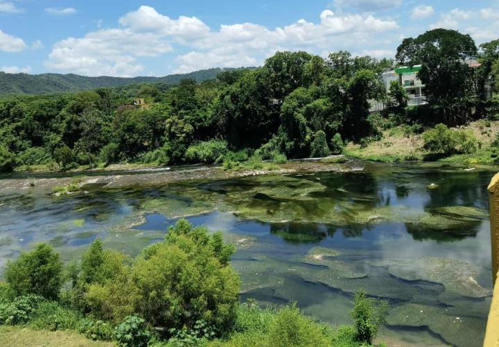 Invade alga el río Amajac; piden ambientalistas análisis                                                                 