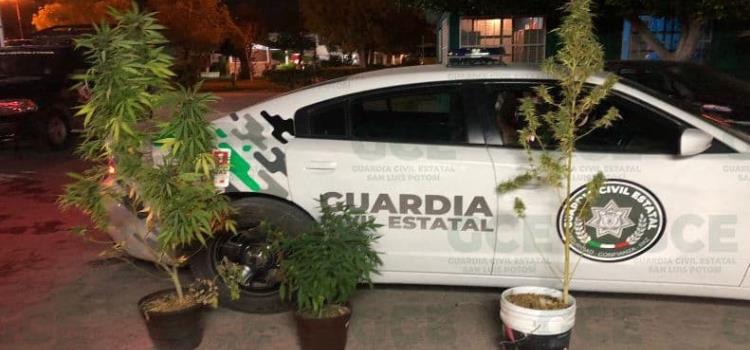 Plantas de “mota” decomisó la GCE