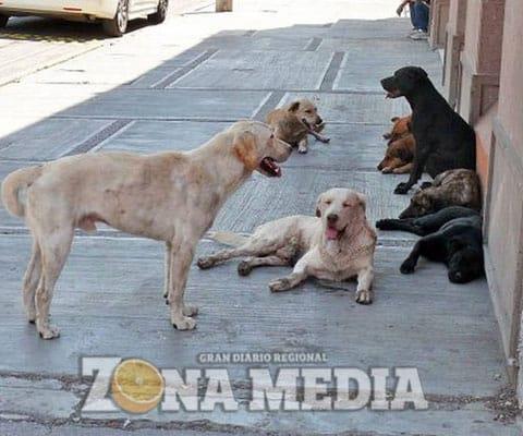 Ciudadanos protegen a los perros callejeros