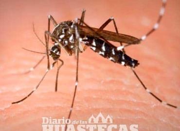 Piden evitar criaderos De mosco del dengue