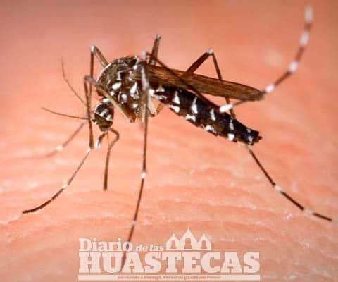 Piden evitar criaderos De mosco del dengue