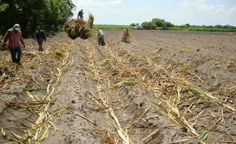 Cambio climático afecta agricultura