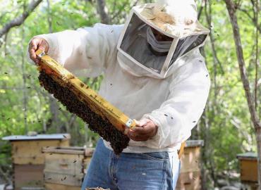 Apicultores piden cuidar las abejas