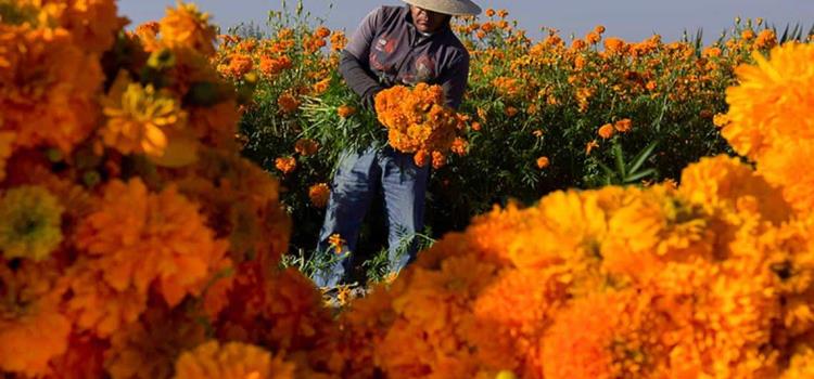 La sequía afectó producción de flor de cempasúchil                        