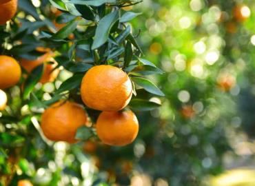 Prevén en noviembre poca producción de mandarina 