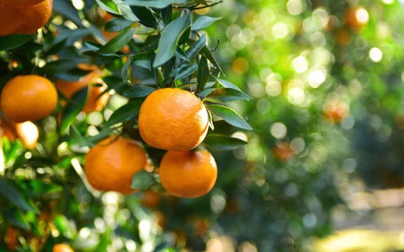 Prevén en noviembre poca producción de mandarina 