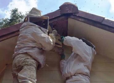 Bomberos reubico enjambre de abejas