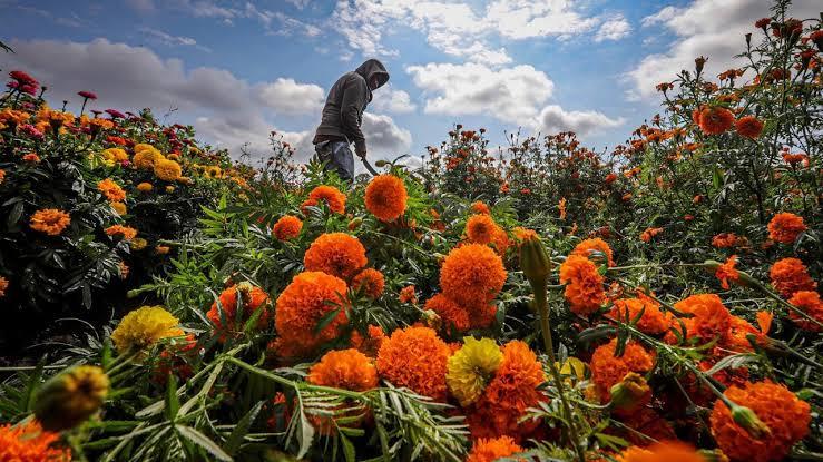 Pide comercio local comprar flor de la región