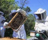 Producción de miel en riesgo 