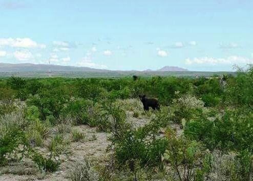 Detectaron osos en la sierra de Cerritos