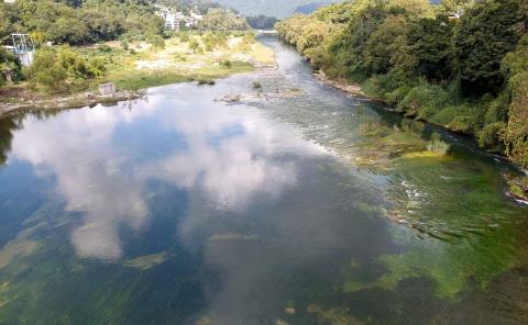 Agonizan ríos: algas invaden el cauce por bajo nivel