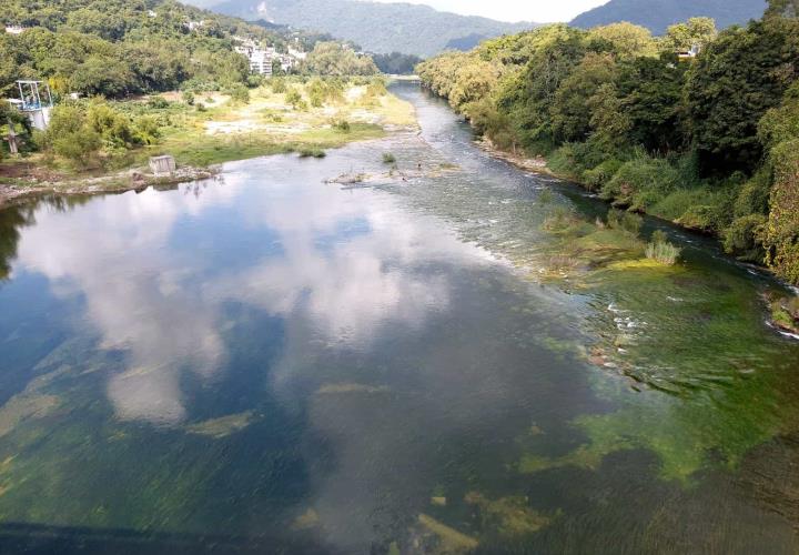 Agonizan ríos: algas invaden el cauce por bajo nivel